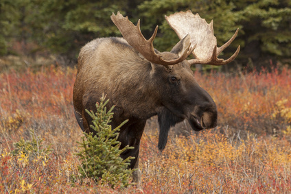 Bull moose in Denali National Park, Alaska.