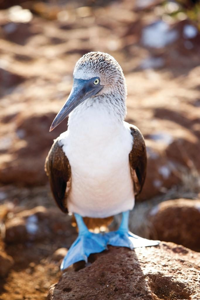 Blue footed booby. Galapagos